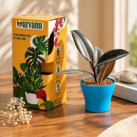 Gift Ready - Rubber Black in 4 Inch Live Fresh Plant English Blue Premium Daisy Plastic Planter - in Premium Gifting Box in Sector 86