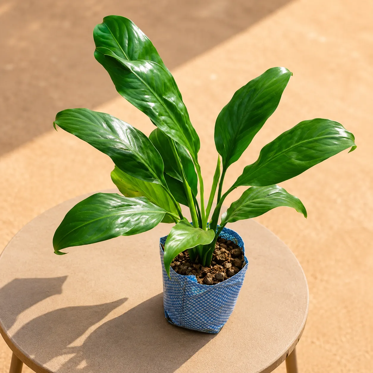 Peace Lily in 5 Inch Nursery Bag