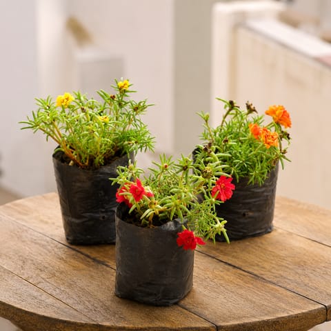 Flowering Set of 3 - Portulaca Moss rose (Orange, Yellow & Red) in 4 Inch Nursery Bag