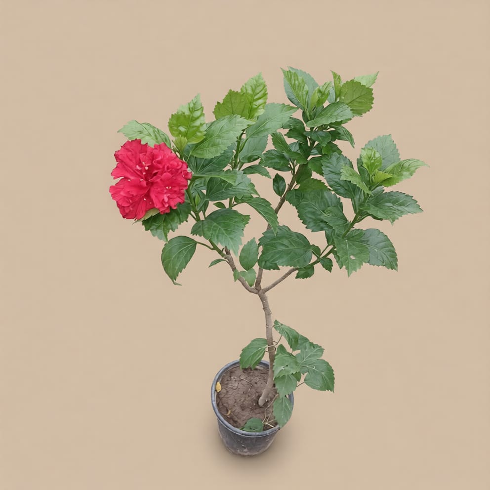 Hibiscus Desi Red Double Petal in 6 Inch Nursery pot