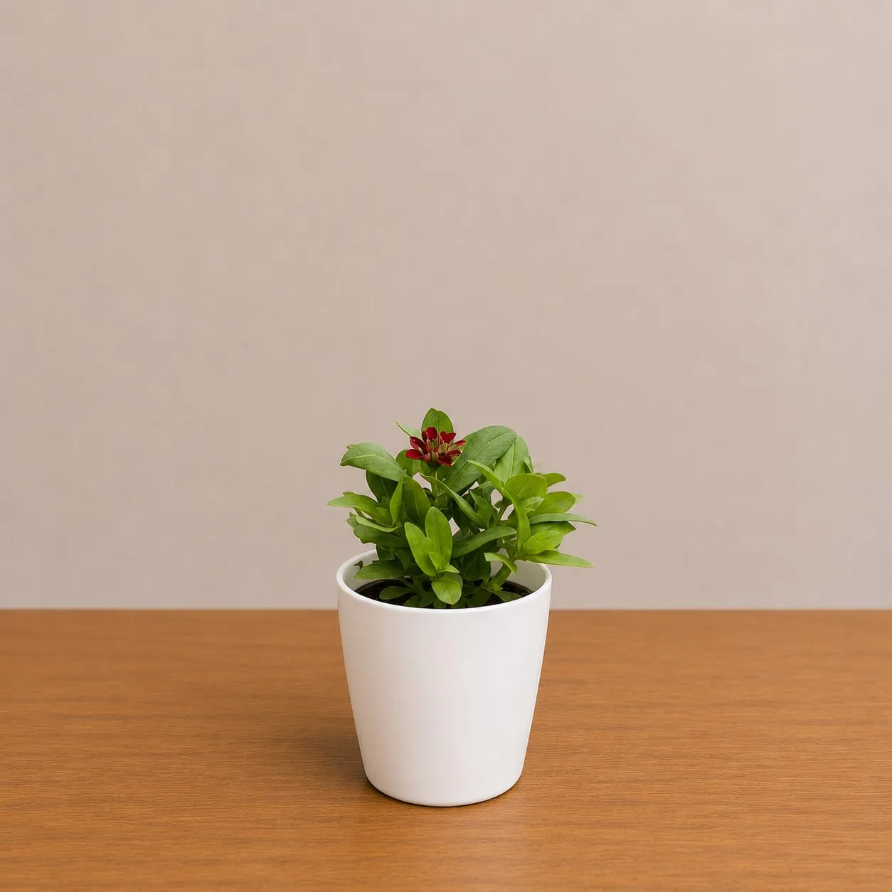 Zinnia (any colour) in 6 Inch White Premium Orchid Round Plastic Pot