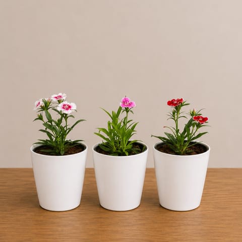 Set of 3 - Dianthus (Multicolour) in 6 Inch White Premium Round Plastic Pot