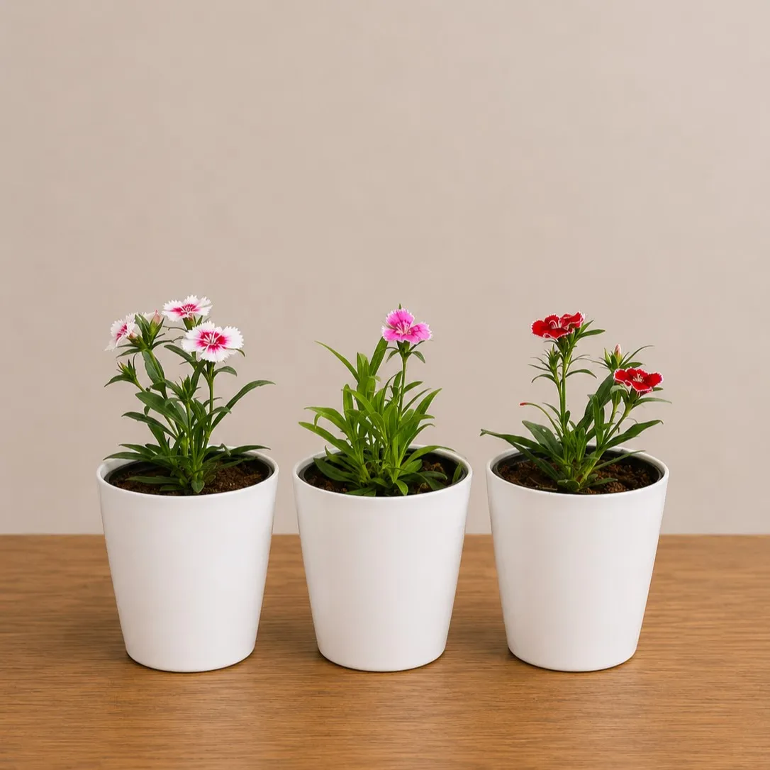 Set of 3 - Dianthus (Multicolour) in 6 Inch White Premium Round Plastic Pot