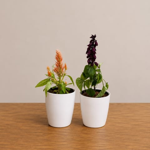 Set of 2 - Celosia & Salvia (any colour) in 6 Inch White Premium Orchid Round Plastic Pot