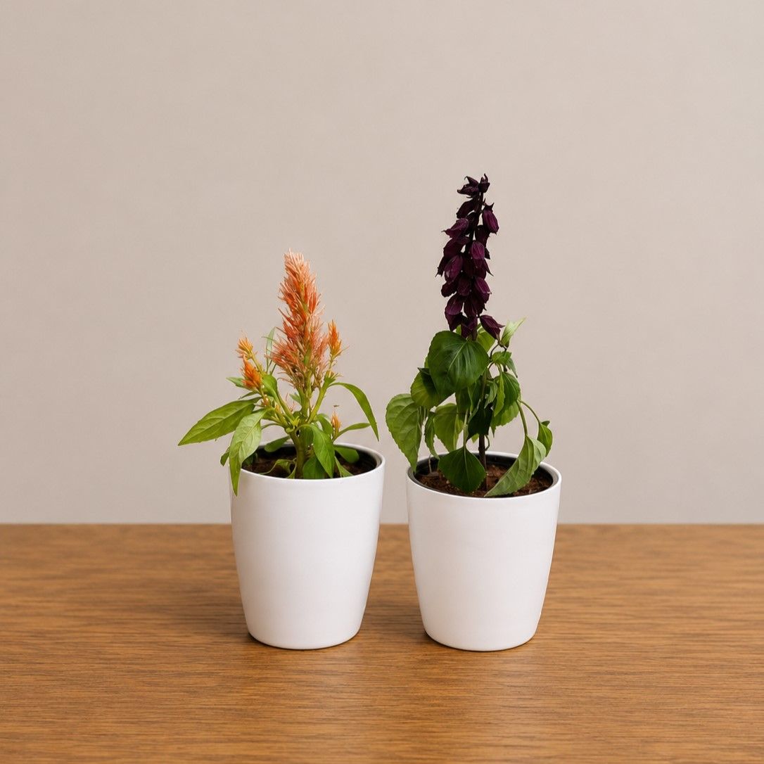 Set of 2 - Celosia & Salvia (any colour) in 6 Inch White Premium Orchid Round Plastic Pot