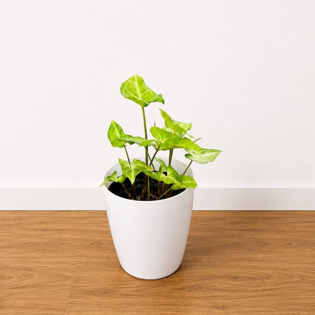 Syngonium Arrowhead  in 6 Inch White Premium Orchid Round Plastic Pot