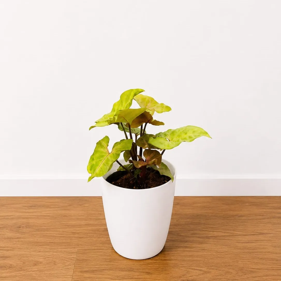 Syngonium Bronze  in 6 Inch White Premium Orchid Round Plastic Pot