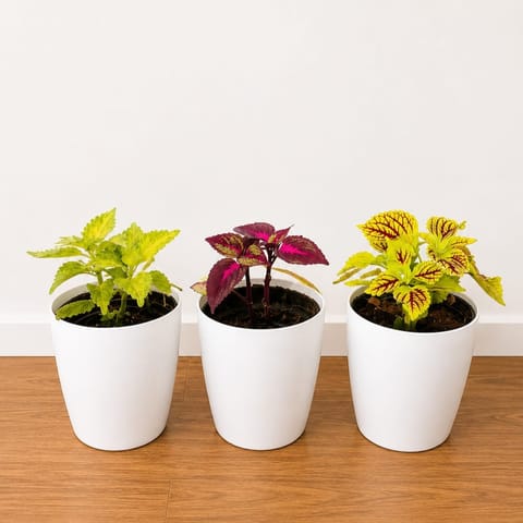 Set of 3 - Celosia (Multicolour) in 6 Inch White Premium Orchid Round Plastic Pot