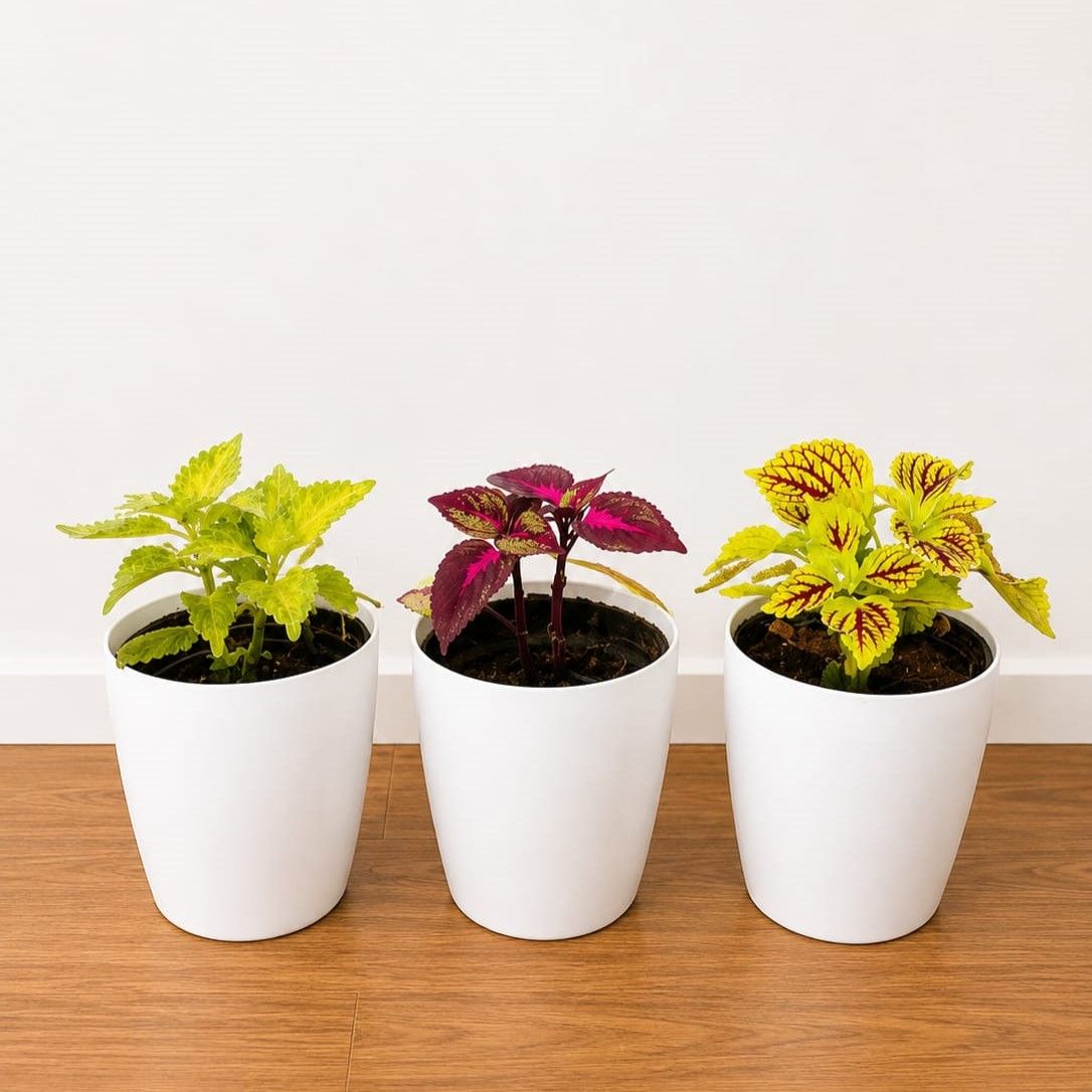 Set of 3 - Celosia (Multicolour) in 6 Inch White Premium Orchid Round Plastic Pot