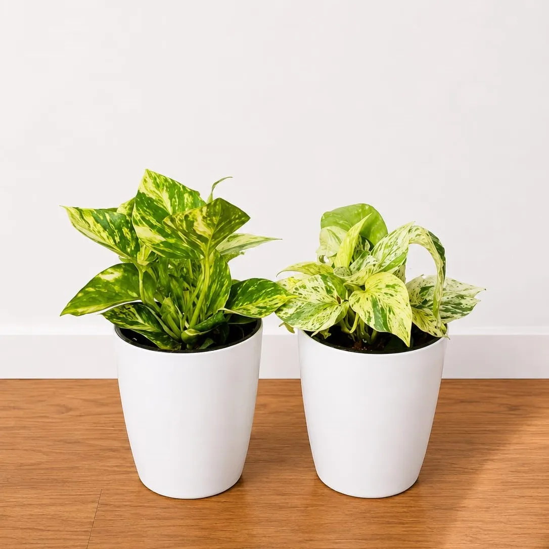 Set of 2 - Money Plant Marble & Money Plant Green in 6 Inch White Premium Orchid Round Plastic Pot