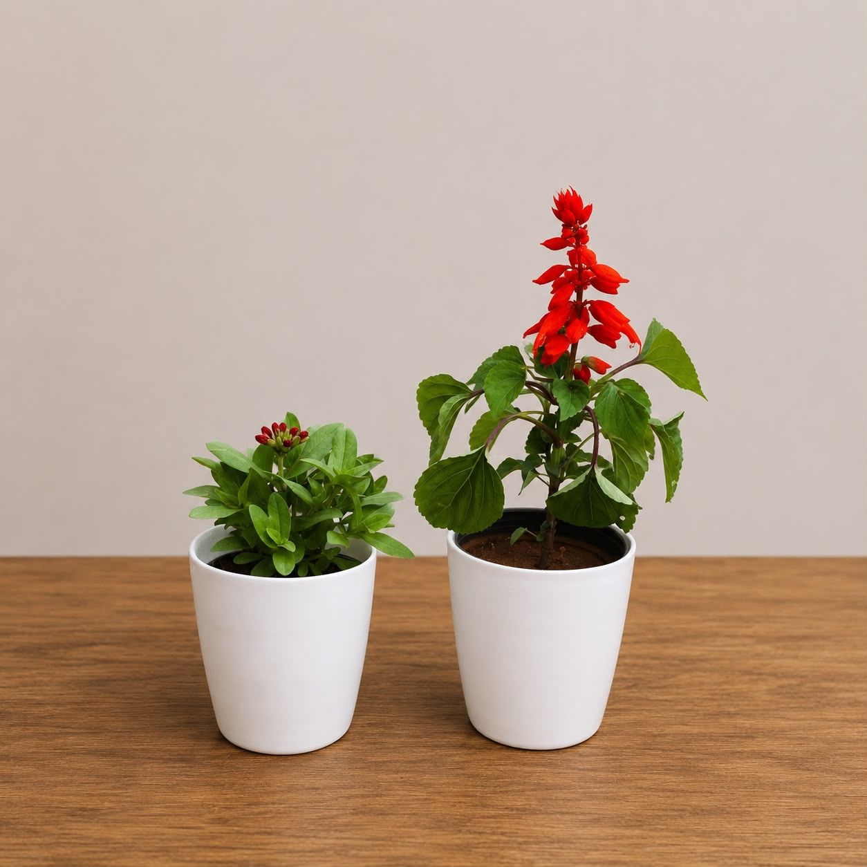 Set of 2 - Zinnia & Salvia Red in 6 Inch White Premium Orchid Round Plastic Pot