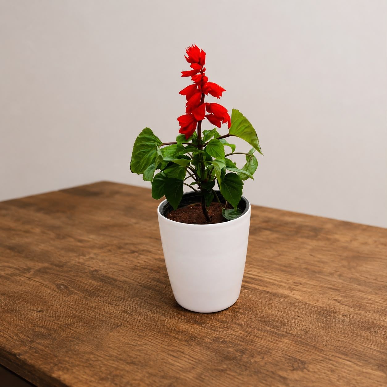 Red Salvia in 6 Inch White Premium Orchid Round Plastic Pot