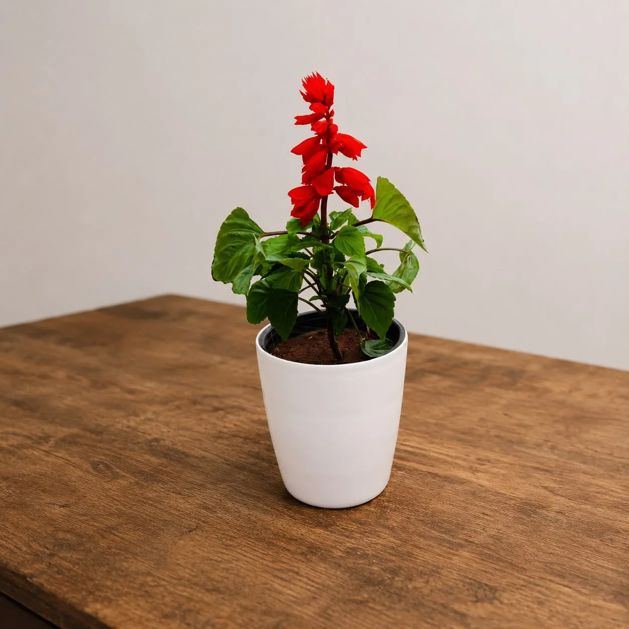 Red Salvia in 6 Inch White Premium Orchid Round Plastic Pot