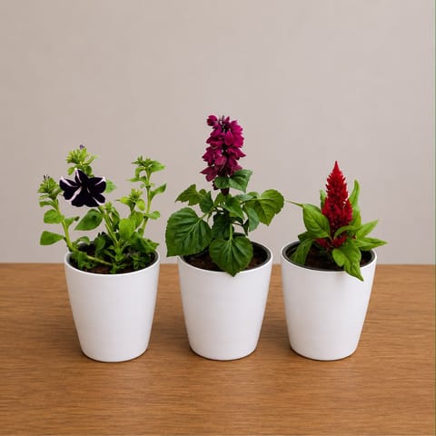 Set of 3 - Celosia, Salvia & Petunia in 6 Inch White Premium Orchid Round Plastic Pot