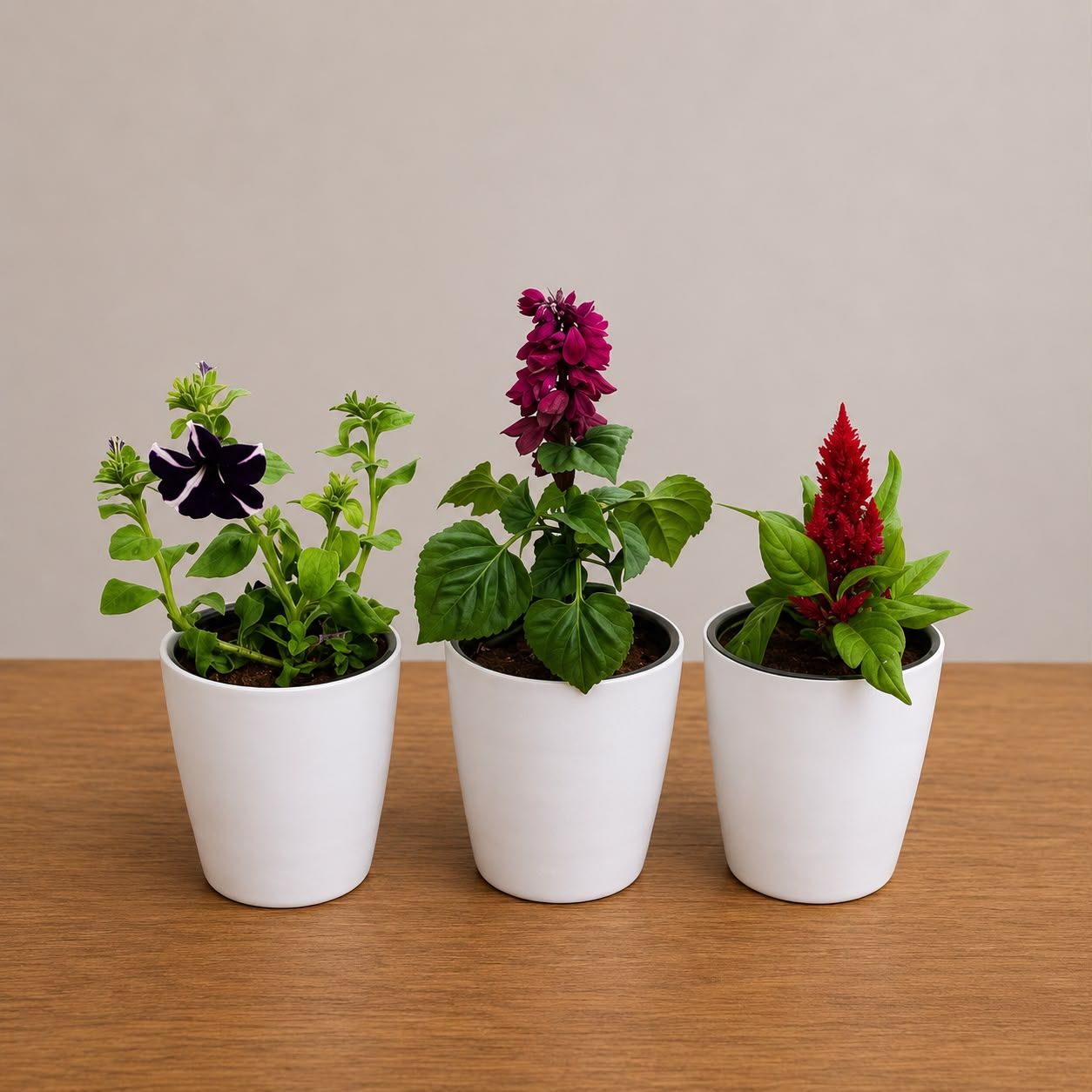 Set of 3 - Celosia, Salvia & Petunia in 6 Inch White Premium Orchid Round Plastic Pot