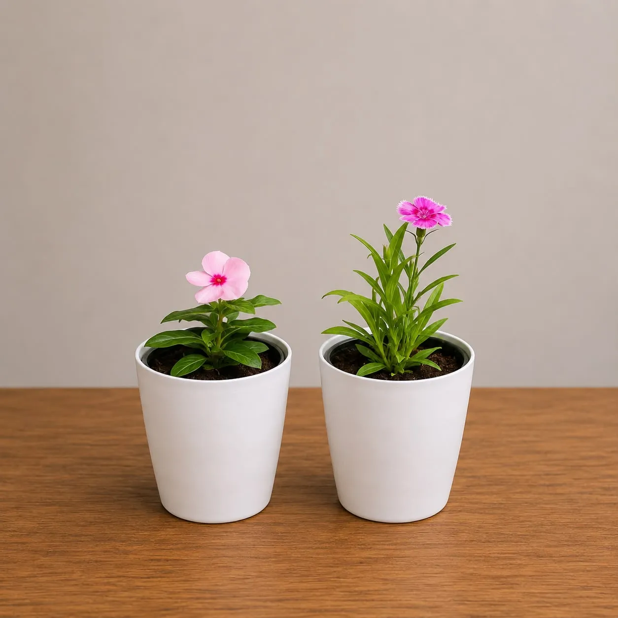 Set of 2 - Periwinkle / Vinca / Sadabahar & Dianthus in 6 Inch White Premium Orchid Round Plastic Pot
