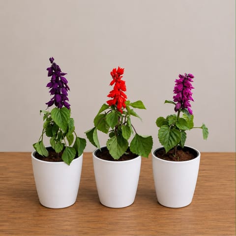 Set of 3 - Salvia ( Multicolour) in 6 Inch White Premium Orchid Round Plastic Pot