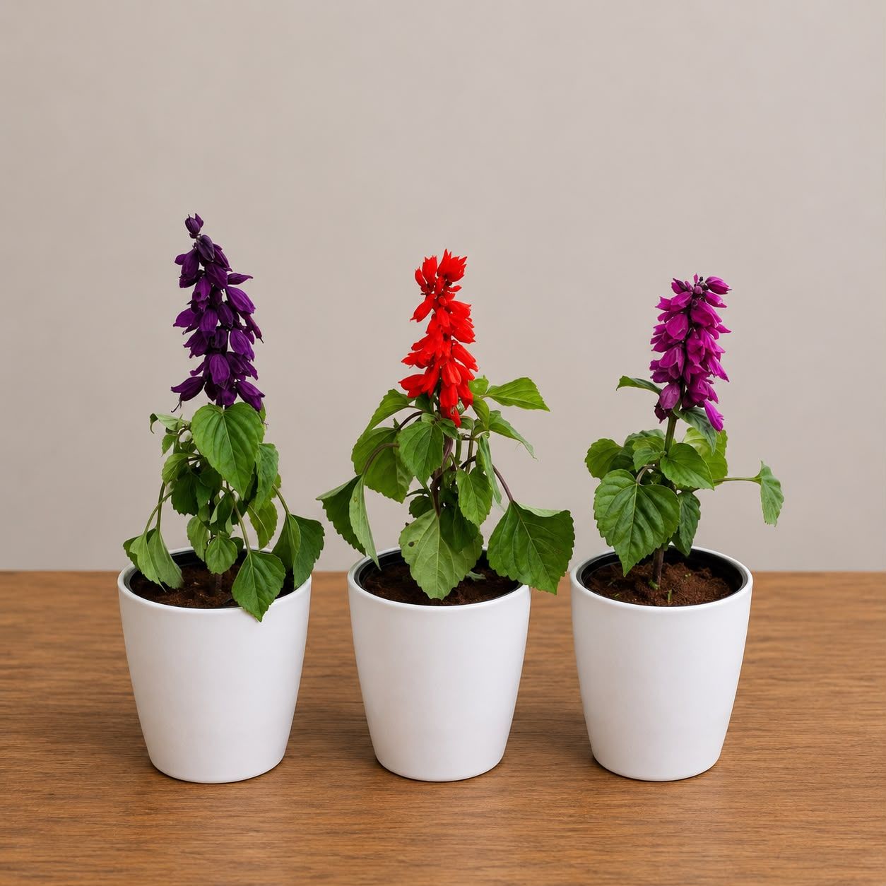 Set of 3 - Salvia ( Multicolour) in 6 Inch White Premium Orchid Round Plastic Pot