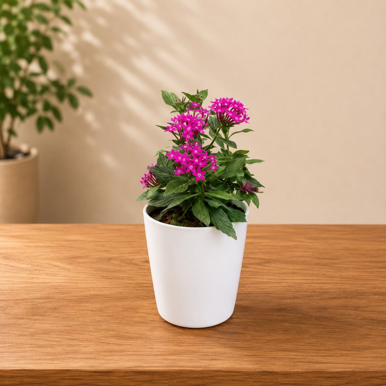 Pentas (Pink) in 6 Inch White Premium Orchid Round Plastic Pot