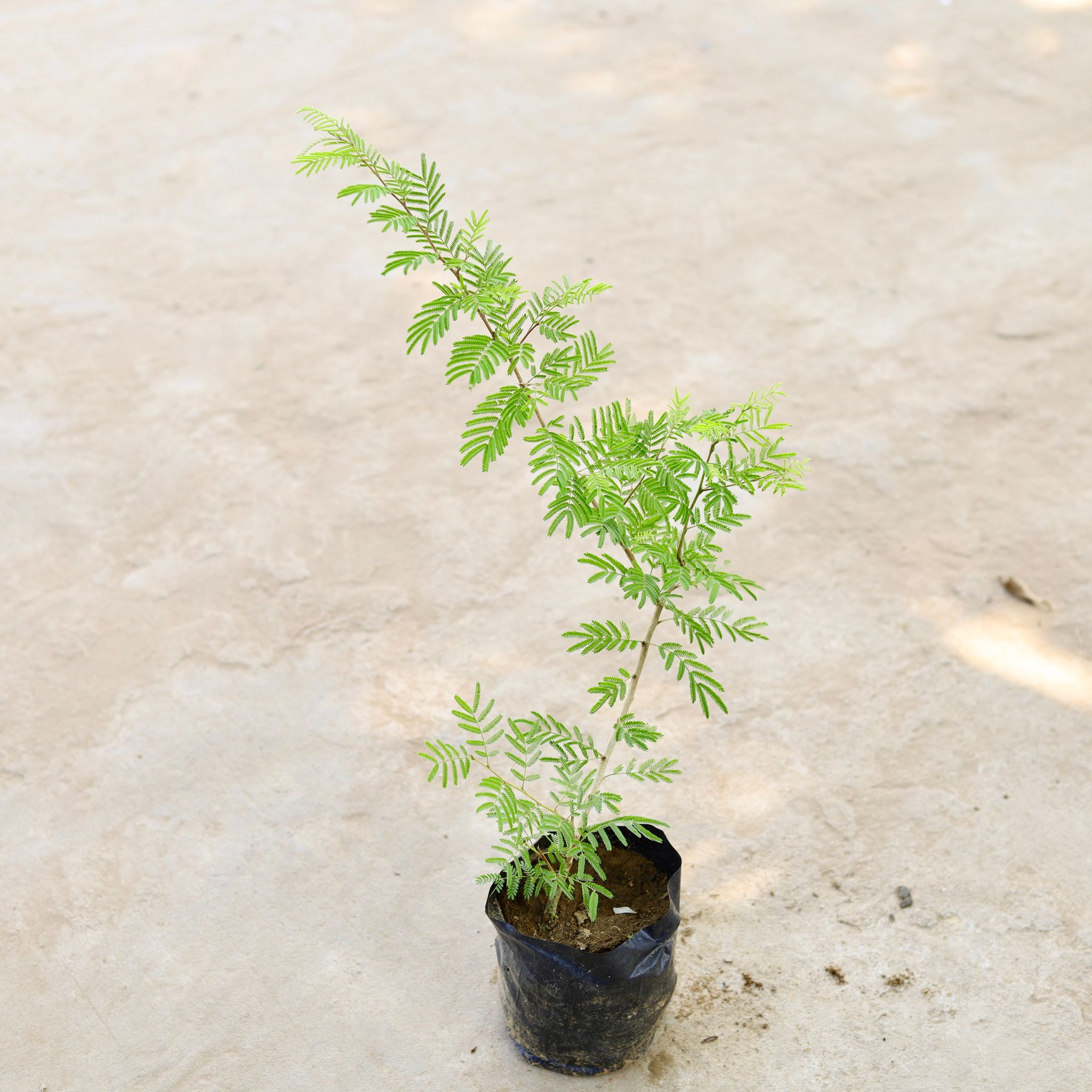 Shami (~1.5 Ft) in 5 Inch Nursery Bag