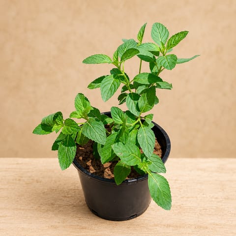 Peppermint in 6 Inch Nursery Pot