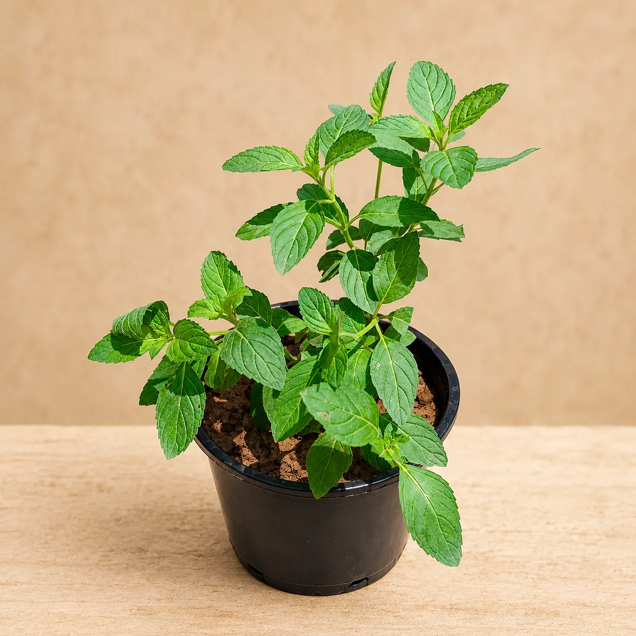 Peppermint in 6 Inch Nursery Pot