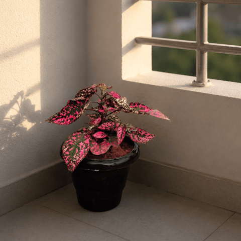 Hypoestes / Polka Dot Variegated Pink in 4 Inch Nursery Pot in 4 Inch Black Classy Plastic Pot
