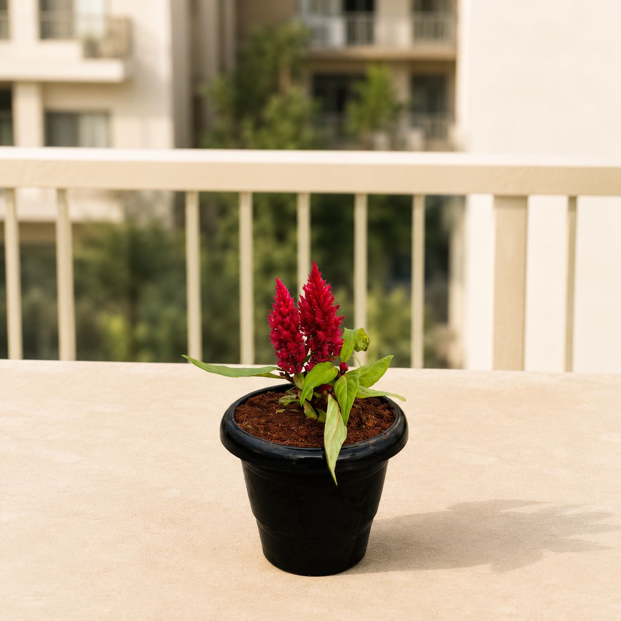 Celosia (any colour) in 4 Inch Black Classy Plastic Pot
