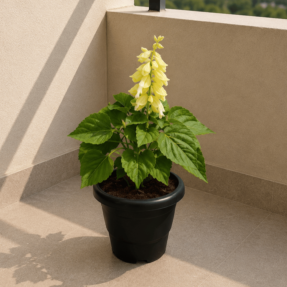 Salvia Yellow in 4 Inch Black Classy Plastic Pot