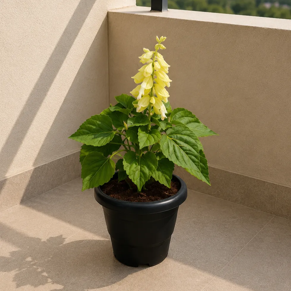 Salvia Yellow in 4 Inch Black Classy Plastic Pot