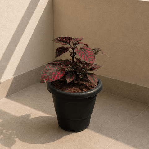 Hypoestes Variegated Red in 4 Inch Black Classy Plastic Pot