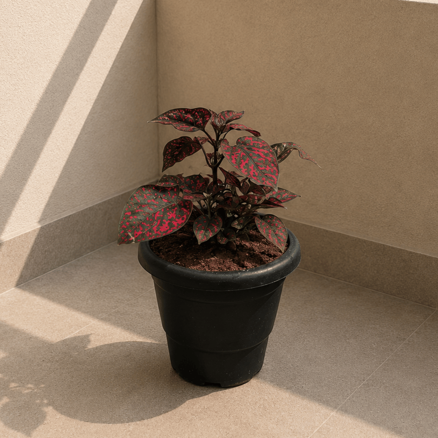 Hypoestes Variegated Red in 4 Inch Black Classy Plastic Pot