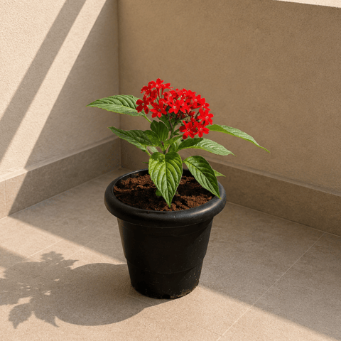 Pentas (any colour) in 4 Inch Black Classy Plastic Pot