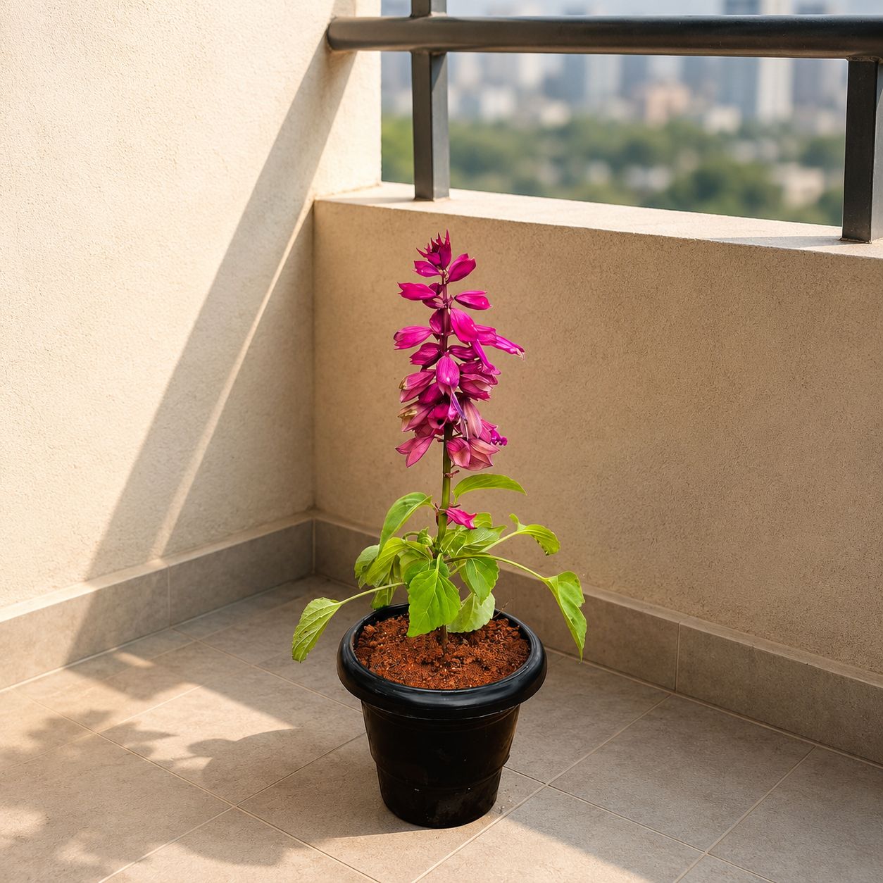 Salvia Pink in 4 Inch Black Classy Plastic Pot