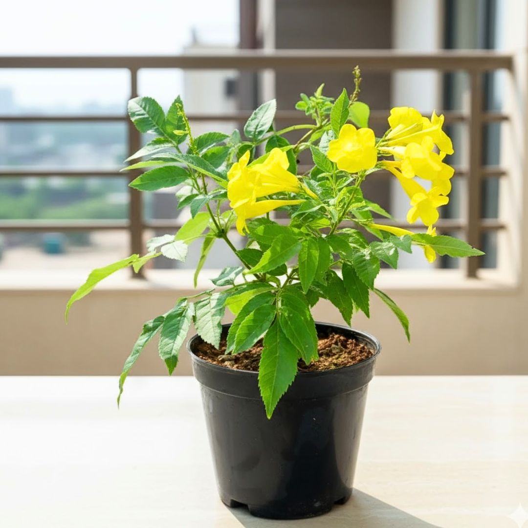 Tecoma Yellow in 5 Inch Nursery Pot