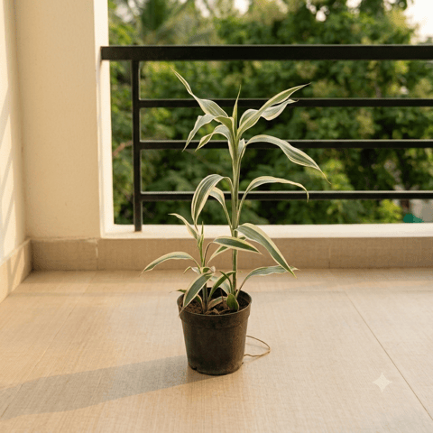 Lucky Bamboo White in 4 Inch Nursery Pot