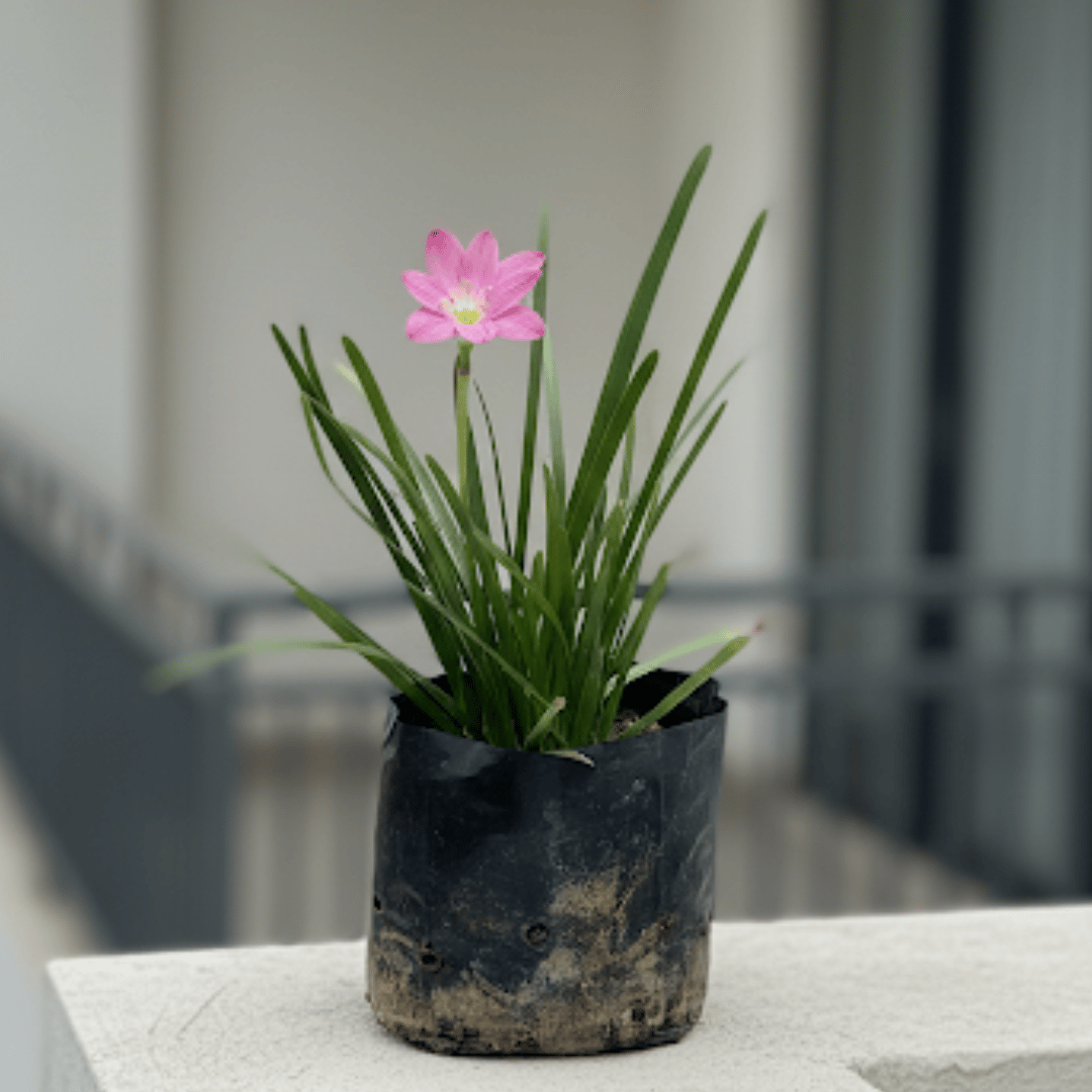 Rain Lily (any colour) in 4 Inch Nursery Bag