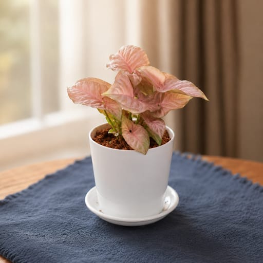Syngonium Pink in 5 Inch White Premium Sphere Plastic Pot with Tray