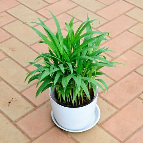 Areca Dwarf (~1 Ft)in 5 Inch White Premium Sphere Plastic Pot with Tray