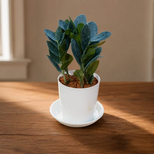Zz Black in 5 Inch White Premium Sphere Plastic Pot with Tray