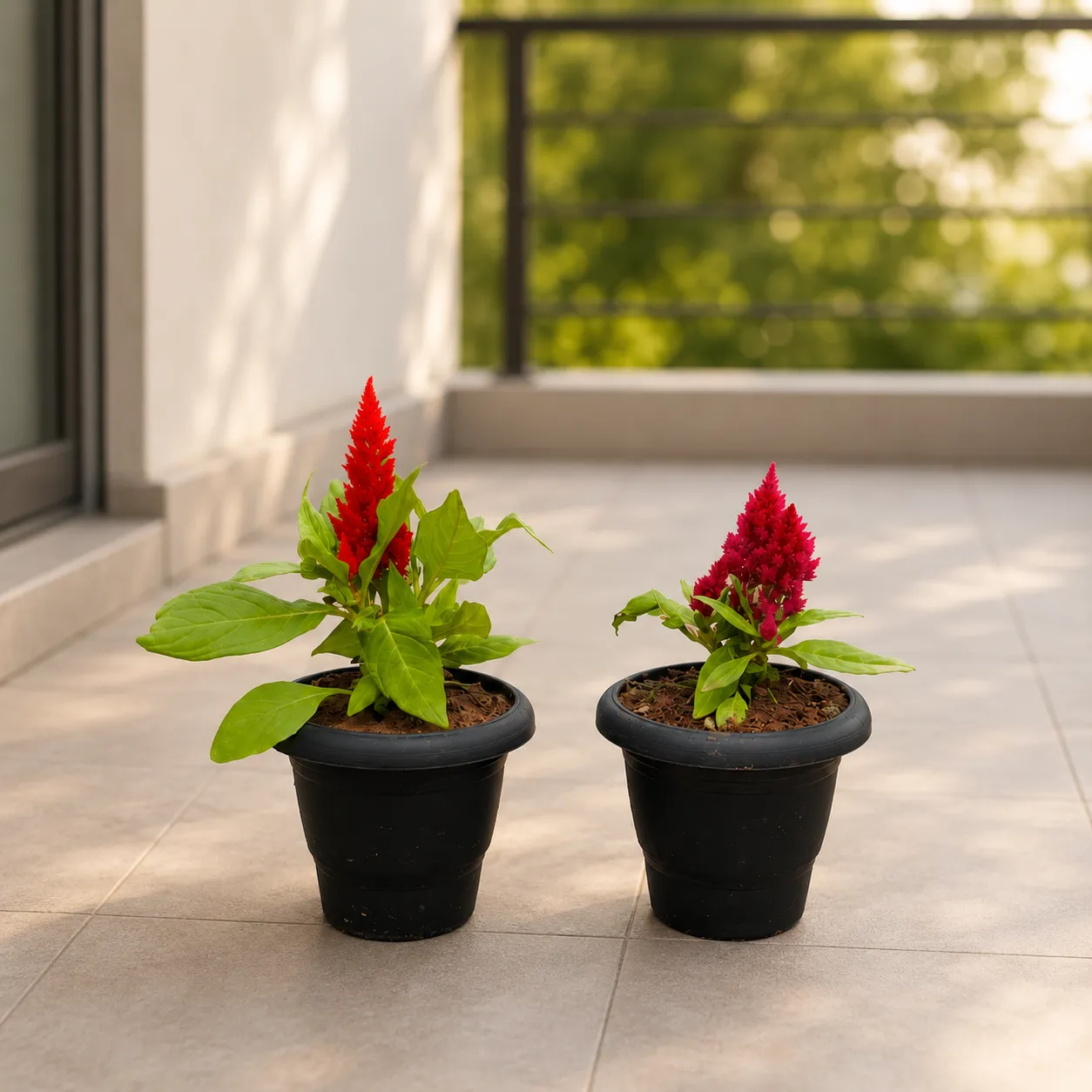 Set of 2 - Celosia in 4 Inch Black Classy Plastic Pot