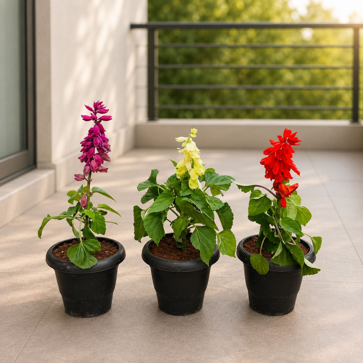 Set of 3 - Salvia (Multicolour) in 4 Inch Black Classy Plastic Pot