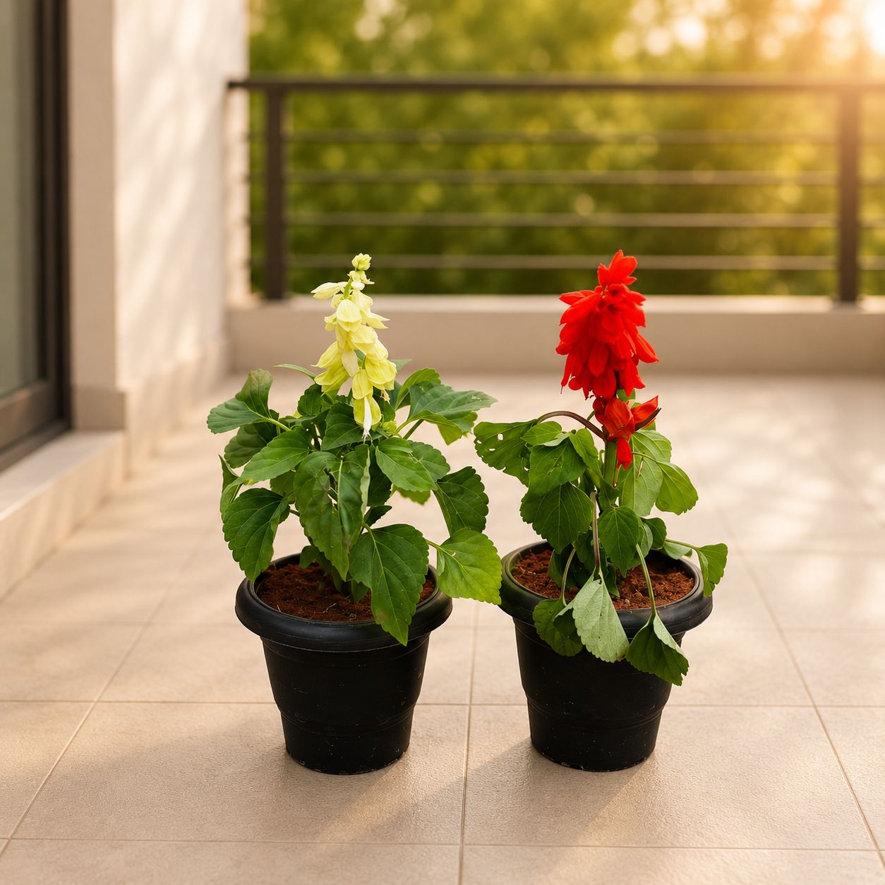 Set of 2 - Salvia (Multicolour) in 4 Inch Black Classy Plastic Pot