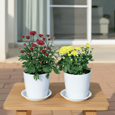 Set of 2 - Chrysanthemum / Guldawari / Guldaudi (Yellow & Maroon) in 5 Inch White Premium Sphere Plastic Pot with Tray