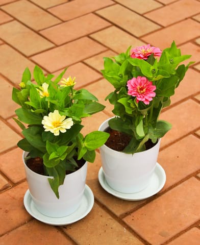 Set of 2 - Zinnia (Light Yellow & Pink) in 5 Inch White Premium Sphere Plastic Pot With Tray