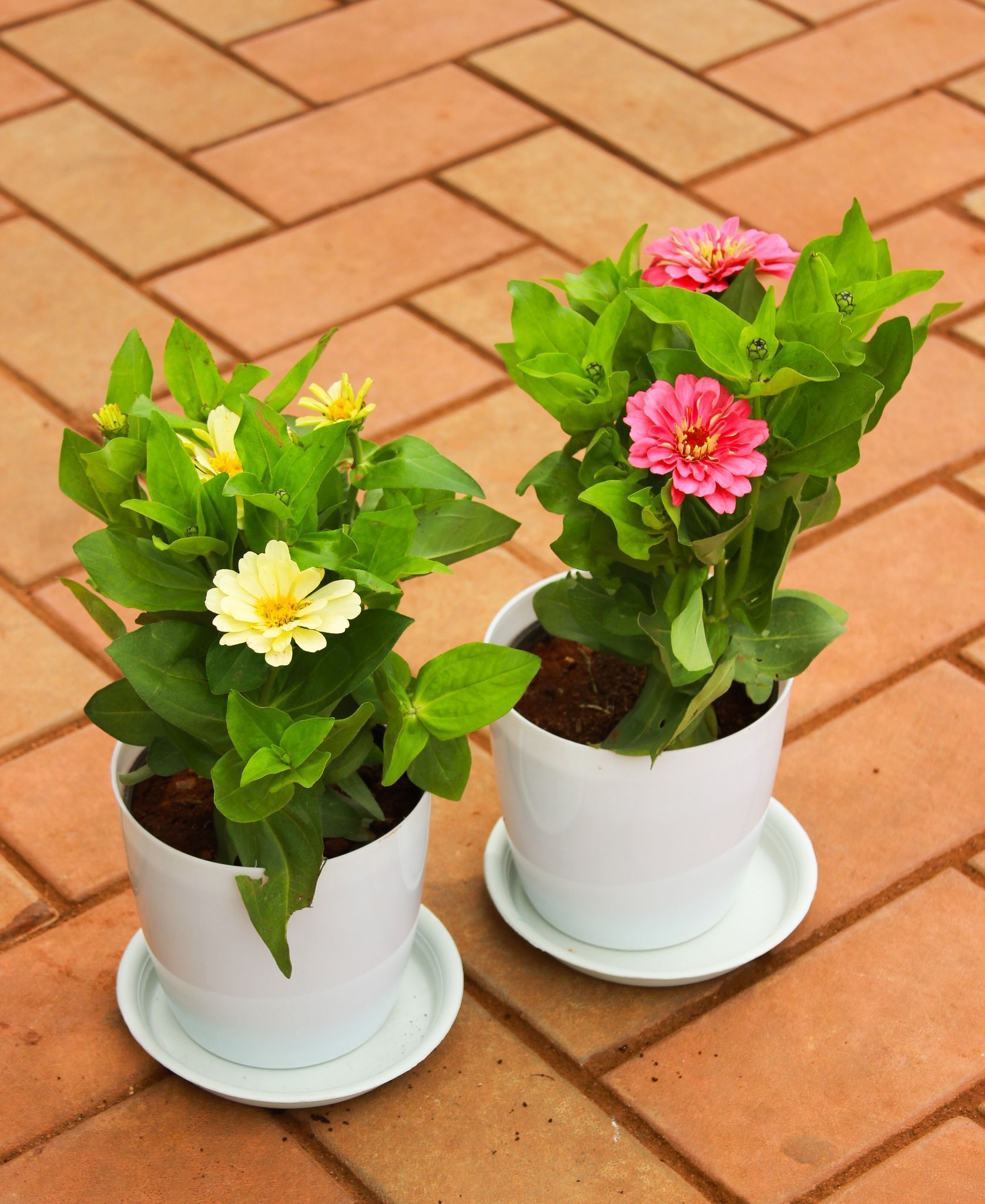 Set of 2 - Zinnia (Light Yellow & Pink) in 5 Inch White Premium Sphere Plastic Pot With Tray