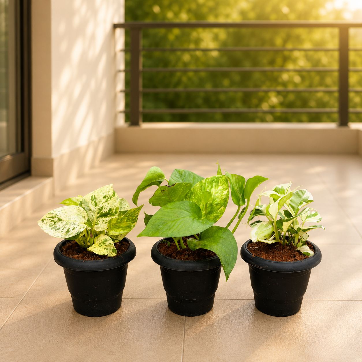 Set of 3 -Money Plant Marble, Money Plant Green & Money Plant N'Joy in 4 Inch Black Classy Plastic Pot