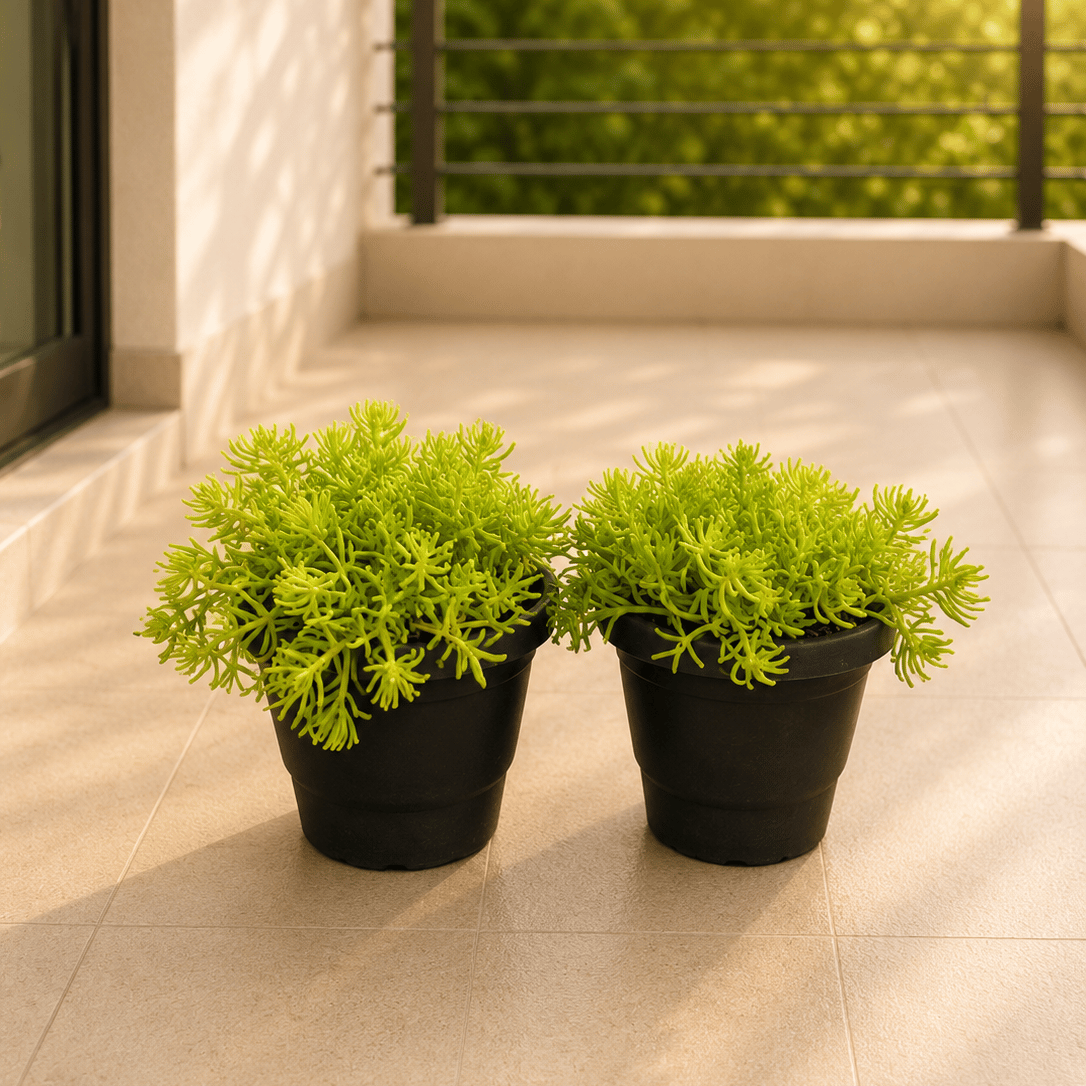 Set of 2 - Sedum in 4 Inch Black Classy Plastic Pot