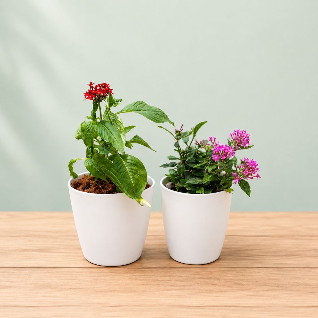 Set of 2 - Pentas (Red & Pink) in 6 Inch White Premium Orchid Plastic Pot