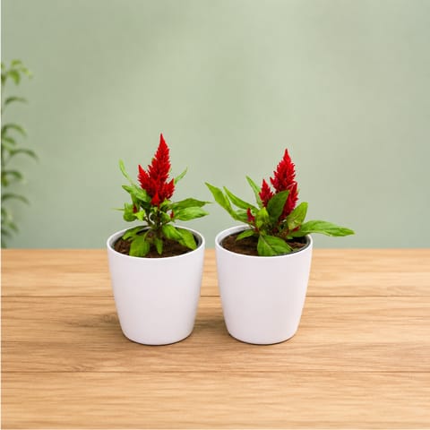 Set of 2 - Celosia (Red) in 6 Inch White Premium Orchid Plastic Pot